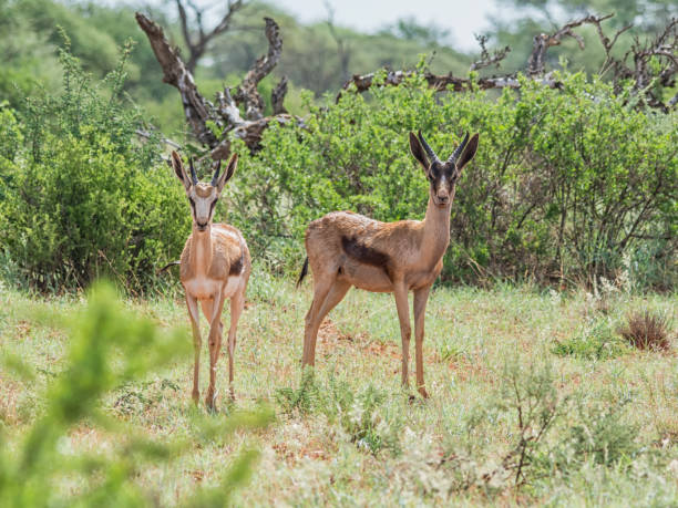 бронзовый спрингбок антилопа - springbok gazelle antelope ram стоковые фото и изображения
