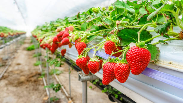 strawberry - hydroponics imagens e fotografias de stock