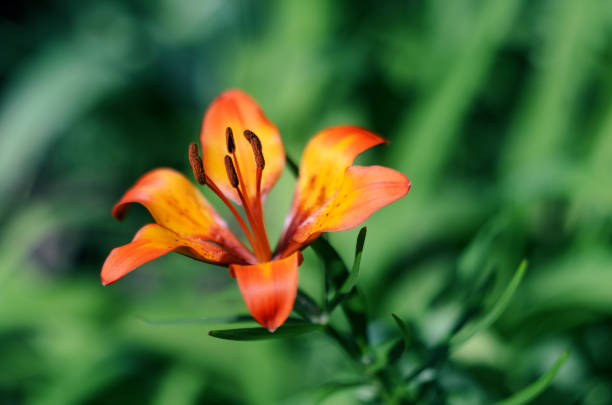 istock Hybrid Lily Royal Sunset 693975042