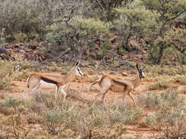 бронзовый спрингбок антилопа - springbok gazelle antelope ram стоковые фото и изображения