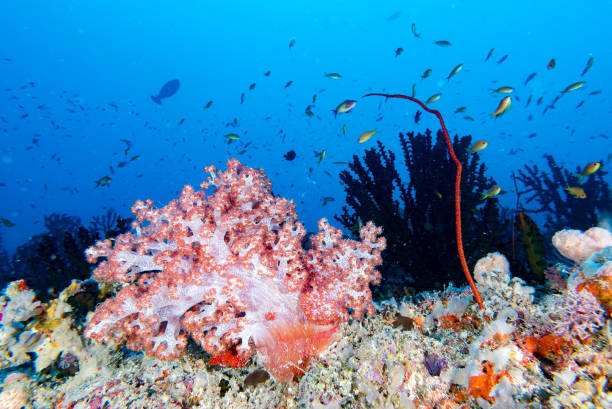 istock Alcyonarian Soft Coral wall underwater landscape panorama 693976354