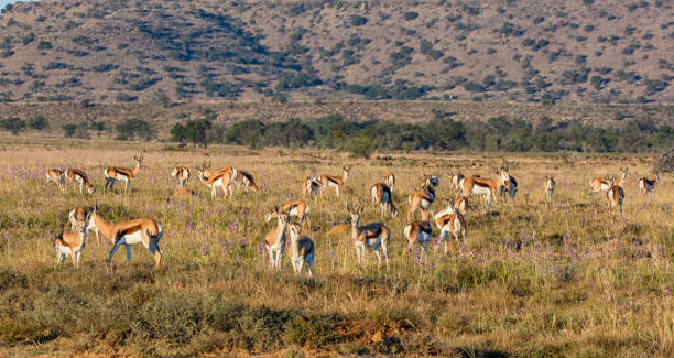 спрингбок антилопа стадо - springbok gazelle antelope ram стоковые фото и изображения