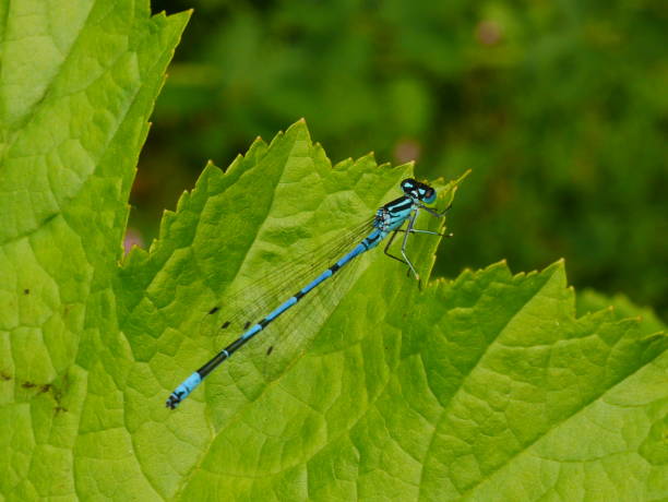 istock Male Azure Damselfly 693979582