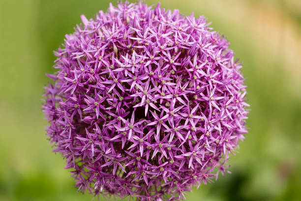 Close up of a Chives flower Allium jesdianum with blurry background in summer Close up of a Chives flower Allium jesdianum with blurry background in summer. chives allium schoenoprasum purple flowers and leaves stock pictures, royalty-free photos & images