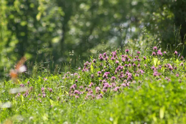 Photo of Wild flowers with short focus