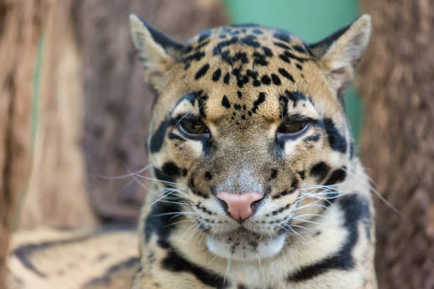 Clouded leopard close up portrait Neofelis nebulosa . Wildlife animal Clouded leopard close up portrait Neofelis nebulosa. Wildlife animal. portrait of beautiful clouded leopard neofelis nebulosa stock pictures, royalty-free photos & images