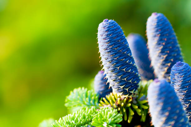 Close-up of red young cones on pine branch of Picea omorika on blurred blue sky background. Selective focus. Sunny day in spring garden. Nature concept for design.