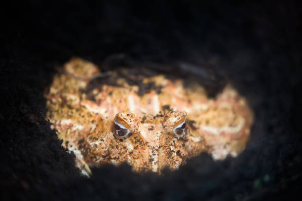 argentine horned frog or pac-man frog in the ground. frog from the grasslands of argentina, uruguay and brazil - argentine horned frog imagens e fotografias de stock