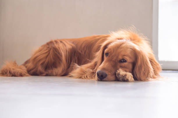 istock The golden retriever lay prone on the ground 693984208