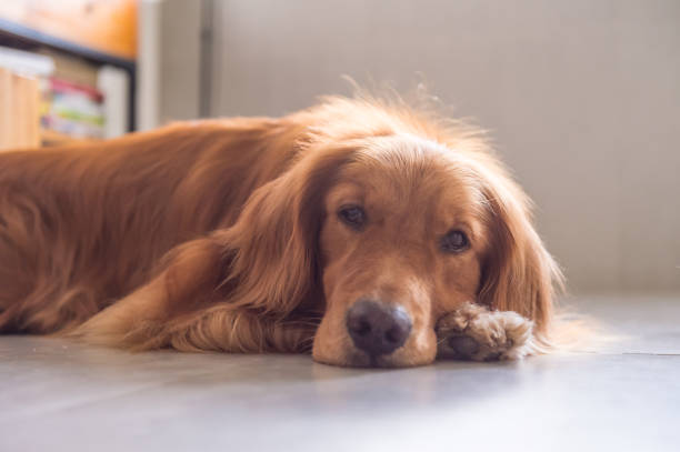istock The golden retriever lay prone on the ground 693984284