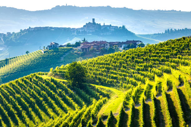 regione vinicola del barolo, langhe, piedemont, italia. vigneti - provincia di cuneo foto e immagini stock