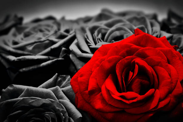 Romantic greeting card of red rose against black and white roses Romantic greeting card of red rose against black and white roses. Valentines day, mothers day, anniversary flowers etc. black and white rose stock pictures, royalty-free photos & images