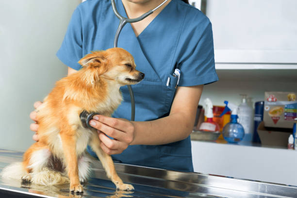 istock Pritty dog with veterinarian doctor 693991716