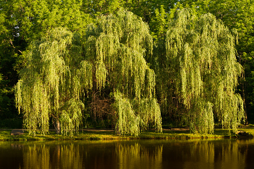 Weeping Willow tree overhanging the edge of the water at a lake.