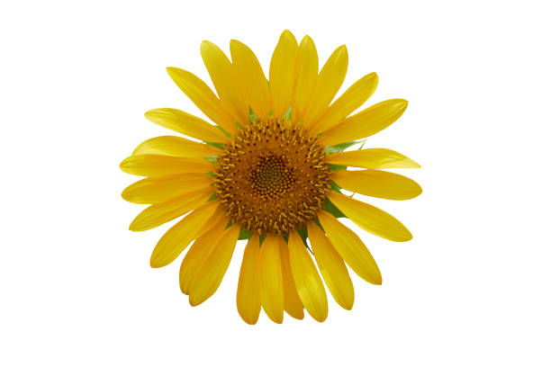 istock Beautiful sunflower as isolated background 693992374