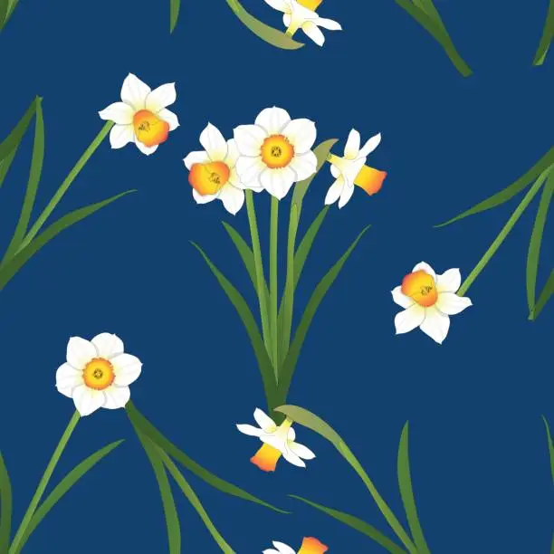 Vector illustration of Daffodil - Narcissus on Indigo Blue Background. Vector Illustration