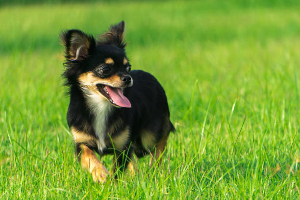 istock Chihuahua smiling happily on the lawn. 693993788