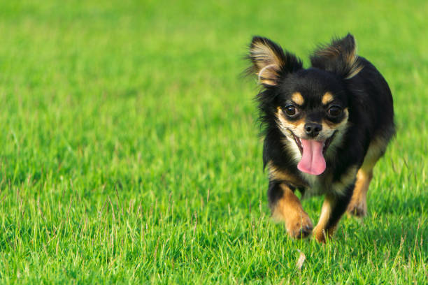 istock Chihuahua smiling happily on the lawn. 693994088