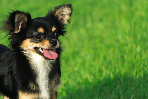 istock Chihuahua smiling happily on the lawn. 693994242