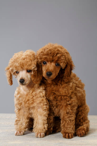 istock Dog Cute miniature poodle puppy 693996470