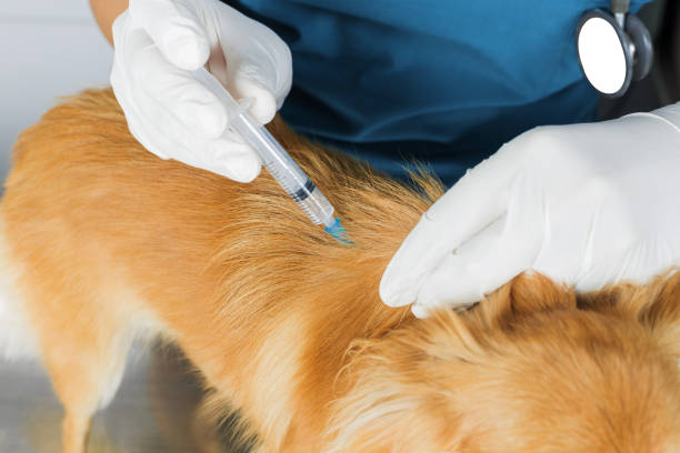 istock Doctor Veterinarian Giving Injection 693996554