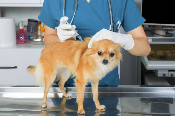 istock Doctor Veterinarian Giving Injection 693996704