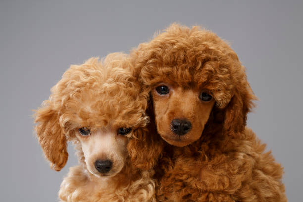 istock Dog Cute miniature poodle puppy 693996744