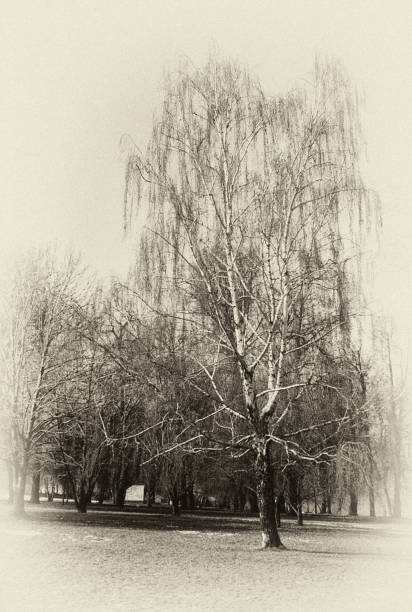 istock Vertical monochrome landscape with Russian birch. 693996770