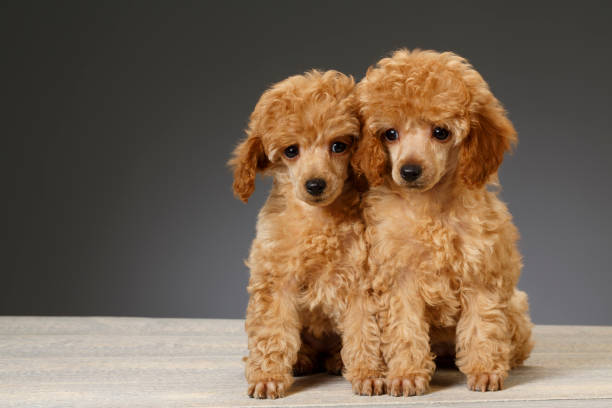 istock Dog Cute miniature poodle puppy 693997028