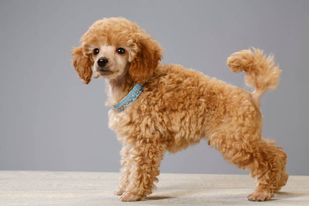 istock Dog Cute miniature poodle puppy 693997358