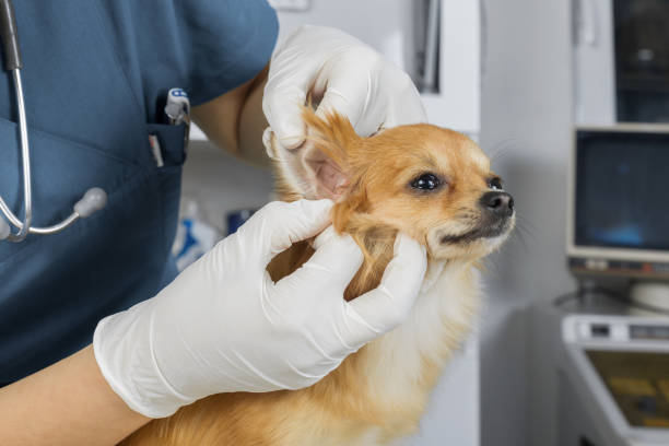 istock Veterinarian examines ear of a dog 693997756