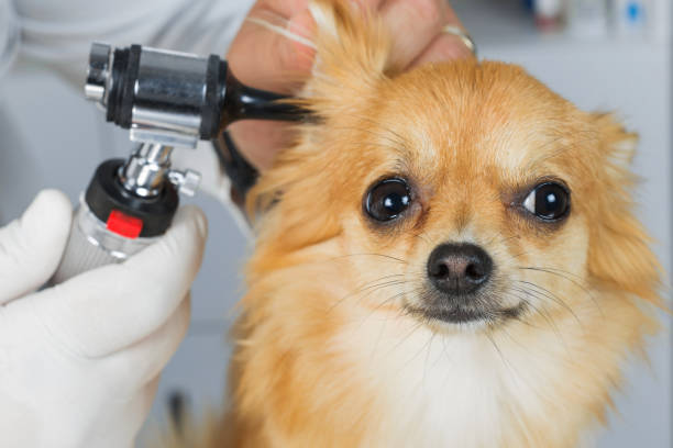 istock Veterinarian examining ear of labrador 693999924