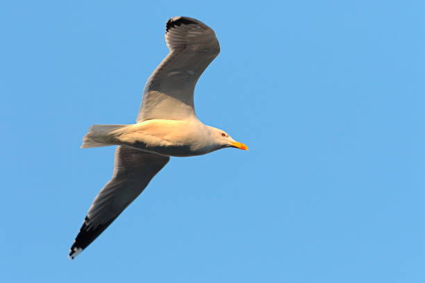 istock close up of caspian gull in flight over blue sky 693999932