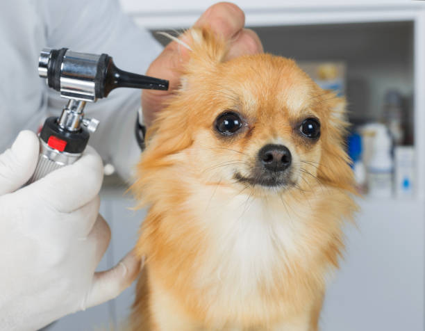 istock Veterinarian examining ear of labrador 694000028