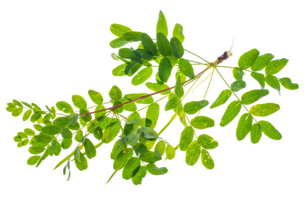 istock Small twig with green leaves isolated on white background 694000048