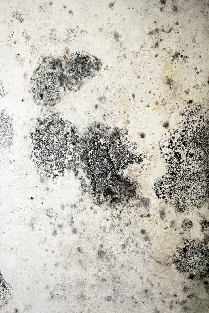 istock detail of mold on plaster 694000234