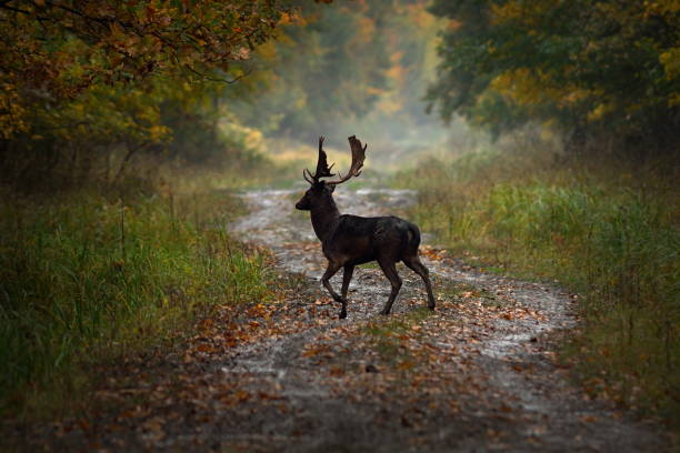 istock wild fallow deer buck passing forest road at dawn 694000278