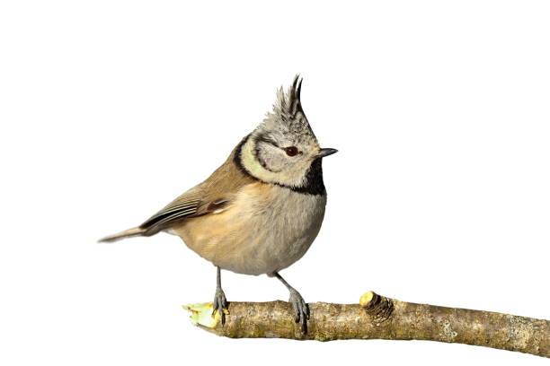 istock european crested tit perched on twig 694000320