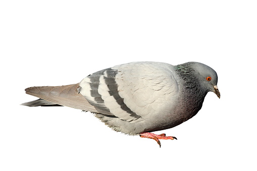 feral pigeon isolated over white background, profile view