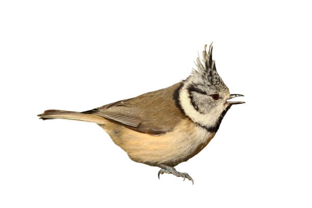 istock garden bird, the european crested tit 694000332