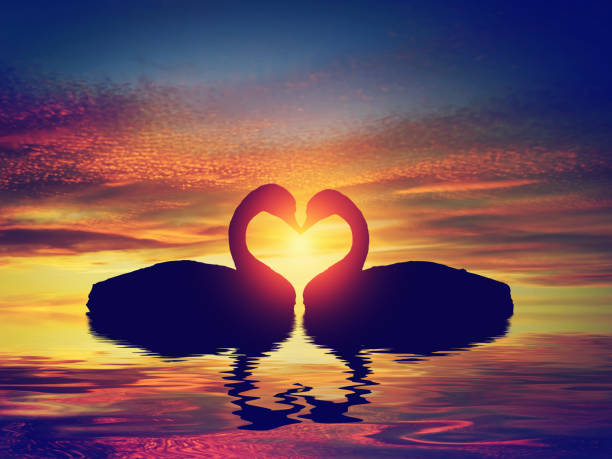 istock Two swans making a heart shape at sunset. Valentine's day 694000468
