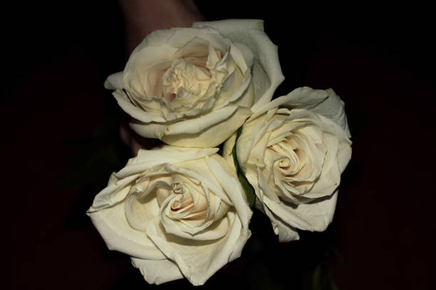 istock Bouquet of white roses with green leaf 694003698