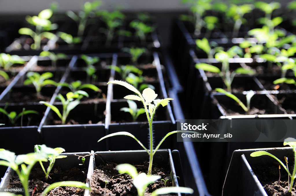 tomato seedlings growing in boxes, spring farmer cares, many tom tomato seedling in sunny rays growing in boxes, spring farmer cares Adolescence Stock Photo