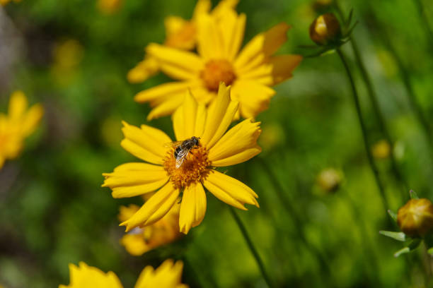 istock Honeybee on the yellow flower 694022542