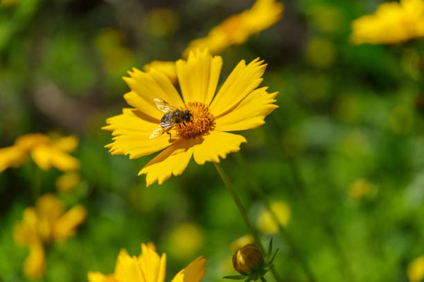 istock Honeybee on the yellow flower 694022936