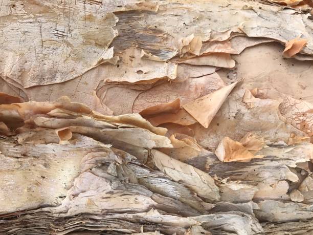 Bark Natural textures plant bark photos stock pictures, royalty-free photos & images