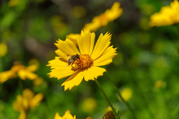 istock Honeybee on the yellow flower 694023462