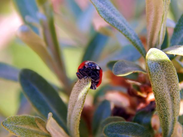 植物の葉のテントウムシ - ladybug insect leaf beetle スト�ックフォトと画像