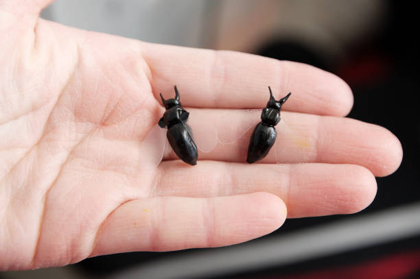 two plastic handmade miniature toy bee sculpture on palm, house craftsmanship hobby