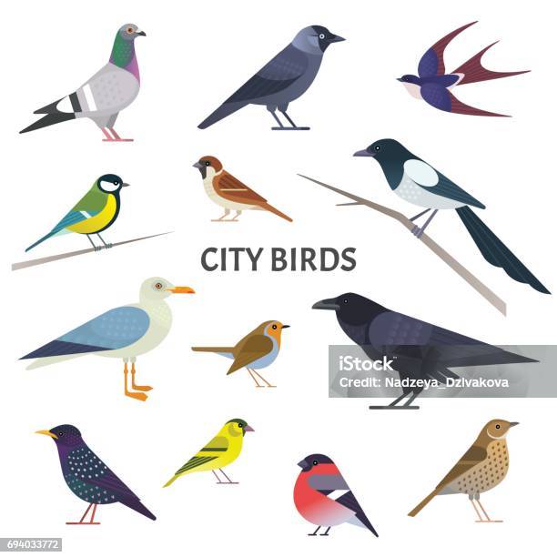 Oiseaux De La Ville Vecteurs libres de droits et plus d'images vectorielles de Oiseau - Oiseau, Vectoriel, Illustration